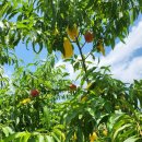 수진농장 이미지