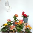 가행나무 이미지