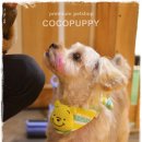 퍼피파라다이스 이미지