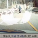 흥분돼지 이미지