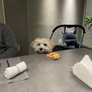 비스트로피자인동점 | 구미 애견동반식당 강아지와 편하게 먹을 수 있는 비스트로어떤날 원테이블식당 프랑스요리 레스토랑 후기