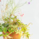 영남화분