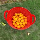 호텔감귤향기 이미지