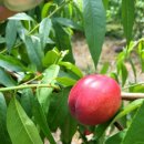 윤가네 농장 이미지