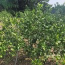 유리농장(화산) 이미지