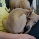 강아지영토 이미지