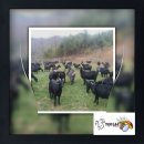 늘푸른흑염소2농장 이미지