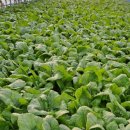 가장농장 이미지