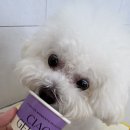 부산애견호텔 강아지유치원 펫퍼센트&코모네하우스 | [공지] 부산강아지유치원&amp;부산강아지호텔 코모네하우스 안내