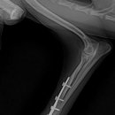 의정부24시IU동물병원 이미지