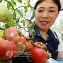 강금자농장 연합뉴스