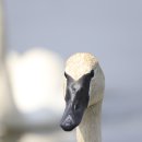 고니목장 이미지