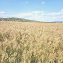 제26회 순천만 갈대축제(가을) 이미지