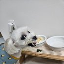 퍼피야미