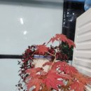 명산숯불구이 이미지