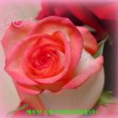 사랑의 창조 이미지