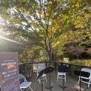 숲속의 오케스트라 | 10월 베누스토 분당 오케스트라 숲속 힐링 연주회 후기