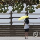 대통령공원 진돗개 이미지