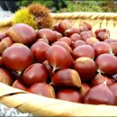 웰빙 김치 만들기 이미지