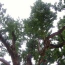 괴산동헌 Daum카페