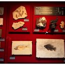 우석헌자연사박물관 이미지