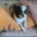 더펫센터 | 신월동강아지호텔 소중한 반려견을 위한 꼬마네 펫 데이케어센터 후기