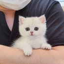 왕십리 고양이 위너펫 24시 | [먼치킨 분양] 먼치킨 킬트 고양이 분양가격 (강서 양천 영등포 구로 금천구)