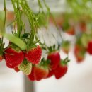 하나뜰농장 이미지