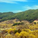 3월16일 토요일 구례 산수유 축제장 일원 풍경 이미지