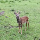 노루생태관찰원 이미지