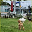 애견카페왕 이미지