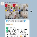 그루그루밍 | 푸들 미용 잘하는 광교 애견미용실 그루그루밍 후기
