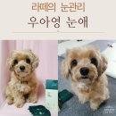 눈애 | 우리 라떼 눈물 관리 시작! 우아영 ‘눈애’ 실제 사용 후기