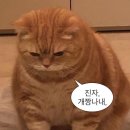 도쿄근교여행 : 후지노미야 다들 가봐 제발(후지큐호텔, 후지산, 이온몰)