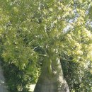 Queensland Bottle Tree(Royal Botanic Gardens Melbourne에서) 이미지