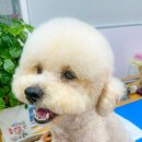 강아지 미용실 이미지