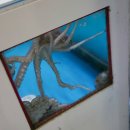 낙지촌버들점 이미지