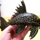 로얄수족관 이미지