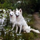 화이트 스위스 셰퍼드 (White Swiss Shepherd) 이미지