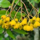 약초본가제분소 이미지