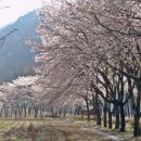침벽공원 Daum카페