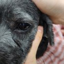 씽씽 동물의료센터 이미지