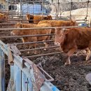 한우축사 이미지