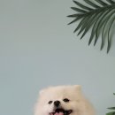 댕그라운드 네이버블로그