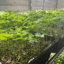 용인대 대호 태권도 이미지