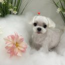 두르밍 | 평택애견샵 반려견 미용, 두르밍에서 달라진 이유