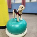 하울 애견 유치원 이미지