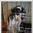 비비펫동물병원 이미지