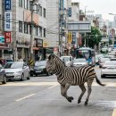 중원중앙-D-2 이미지