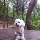벨라동물병원 네이버블로그